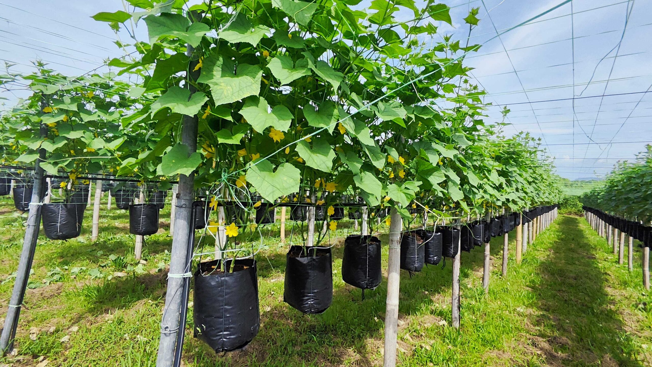 GENM’s Support for Local Farmers in Pahang image 2